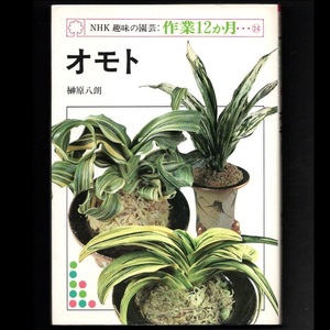 本 書籍 「NHK趣味の園芸・作業12か月 24 オモト」 榊原八朗著 日本放送出版協会