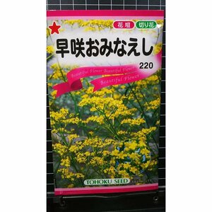 早咲 おみなえし 種 ３袋セット 郵便は送料無料