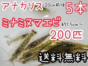 送料込 ミナミヌマエビ200匹＋アナカリス 川エビ 淡水エビ 餌 水草水槽 水草 コケ取り 餌 肉食魚の餌