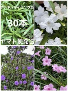 送料無料　植物　庭木　花　苗　花苗　根付き苗　低木　花壇　プランター　ガーデニング　ヤナギバルイラソウ　ルエリア　30本