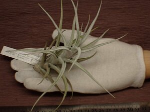 Tillandsia mitlaensis v.tulensis チランジア・ミトラエンシス トゥレンシス 791★エアプランツEP