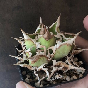 【AGAVE TITANOTA　覆輪斑シエラ】子株つき　Nプランツさん株　コンパクト　アガベ　チタノタ 鉢ごと発送