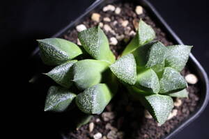 Haworthia / 黒肌ピクタ　ハオルチア　管理347