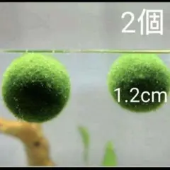 国産マリモ 約１.2cm  2個   癒しのマリモ無農薬