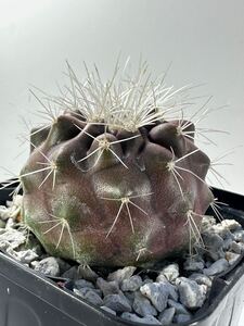 Copiapoa krainziana コピアポア クラインジアナ 雷血丸 実生 アタカマ砂漠原産