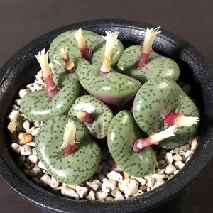 オブコルデルム　obcordellum　　 コノフィツム 　Conophytum 　多肉植物