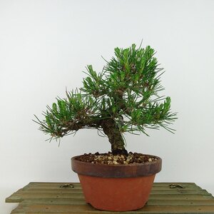 盆栽 松 赤松 樹高 約17cm あかまつ Pinus densiflora アカマツ red pine マツ科 常緑樹 観賞用 小品 現品