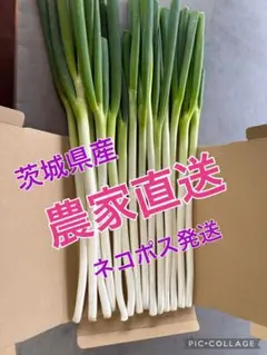 新鮮ネギ（長ネギ）　茨城県産　農家直送　⑥