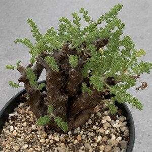 N4181ペラルゴニウム　アルテルナンスPelargonium alternans 塊根植物