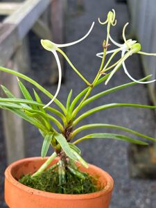 富貴蘭専門サムライオーキッド　花纏　二本子付き　