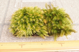 ■京都産 ヒノキゴケ 檜苔 / 苔栽培 苔玉 コケリウム テラリウム アクアリウム 苔盆栽 管UB02