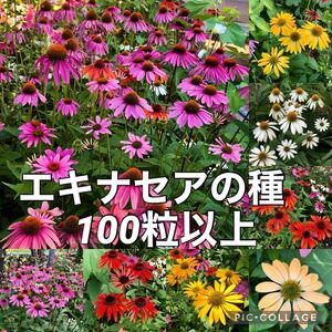 エキナセアの種　花の種