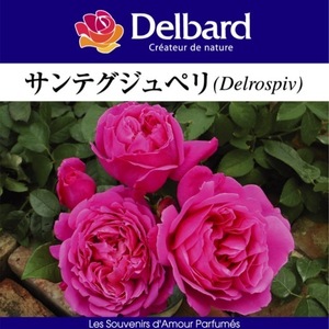 送料無料　サンテグジュペリ　新苗4号鉢　　鉢植え バラ 薔薇 デルバール フレンチローズ