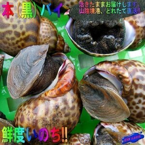 3本、肝が絶品「本バイ1kg」 活きたままお届けします!!!...超高級食材　山陰境港産