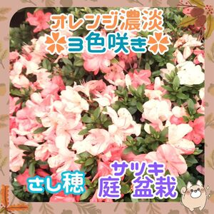 Y3色咲(外)さしほ5本植木鉢で盆栽に◆サツキ皐月挿し穂(根無し)x5本②◆オレンジ濃淡白3種咲サツキ(外)オレンジ