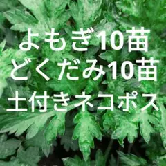 よもぎ10苗　どくだみ10苗　 土付きネコポス　無農薬きれいな空気で育てています