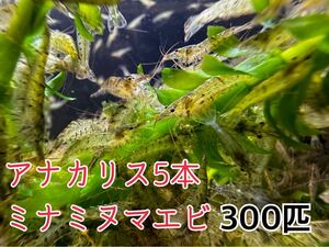 送料無料 ミナミヌマエビ300匹＋アナカリス 川エビ 淡水エビ 餌 水草水槽 水草 コケ取り 餌 