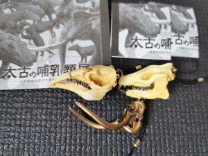 海洋堂 ガチャ　頭骨　博物館　哺乳類展　フィギュア