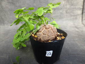 22　亀甲竜　Dioscorea elephantipes　アフリカ亀甲竜　3号ポリポット植え