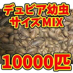 ◇自家繁殖デュビア 幼虫サイズMIX10000匹◇