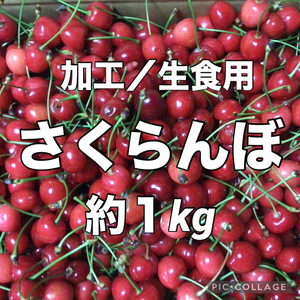 加工／生食用　さくらんぼ　山形県産　家庭用約1kg　商品説明お読みください