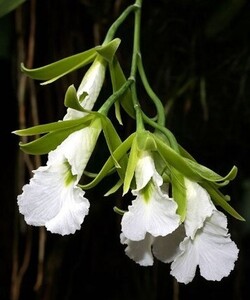 Prosthechea mariae　9