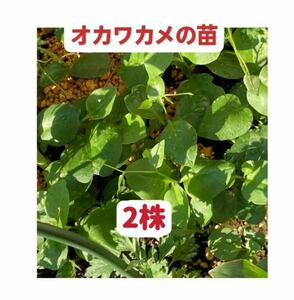 オカワカメ苗 2株 藤三七　雲南白薬　健康野菜　観賞植物　お試し　家庭菜園　クーポンポイント消化　匿名発送送料無料　多年生