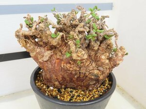 6460 「塊根植物」ケラリア ピグマエア 植え【発根開始・多肉植物・Ceraria pygmaea・枯れ枝アリ】