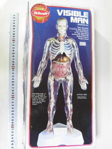 プラモデル 透明人体模型 約1/5(37cm) Skilkraft VISIBLE MAN ANATOMY KIT 1994 USA製 内袋未開封