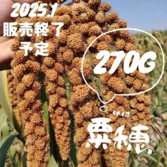 [感謝価格]270g 無農薬 赤粟の穂　小鳥 リス　小動物　インコ　餌　エサ