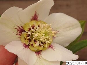 花1ガク0蕾1 開花株3.5号 小野寺園芸生産 セミダブル クリスマスローズ0110065