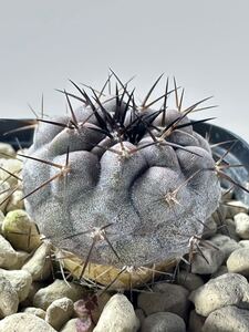 Copiapoa cinerea, HR1032 La Quinta,Best dark body black Sp. (grafted) コピアポア シネレア 黒王丸 台付