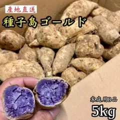 【希少】 訳あり 種子島ゴールド 5kg さつまいも 紫芋 ほんのり甘い191