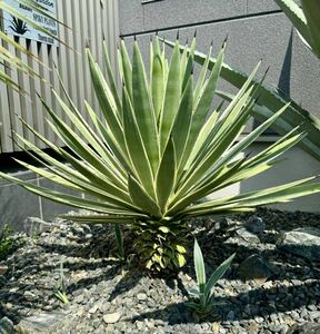 フィリウスバリュウゼツラン 白閃光 地植え 耐寒性 ドライガーデン アガベ agave 多肉植物 