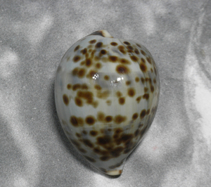 貝の標本 Cypraea tigris 55.2mm.young 