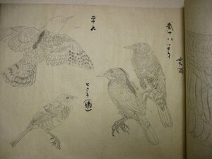 b851● 肉筆絵巻　百鳥画譜　約20メートル！　明治43年　花鳥画　手書き　巻子　絵巻物　検)渡辺省亭　今尾景年　和本 古書 古文書