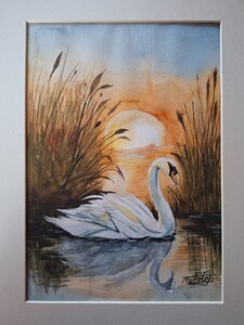 水彩画　夕陽に染まる白鳥