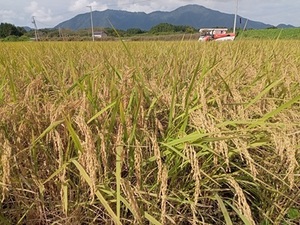 【令和6年産】 新米 農薬約9割減 新潟県認証 特別栽培米コシヒカリ 白米 紙袋10kg