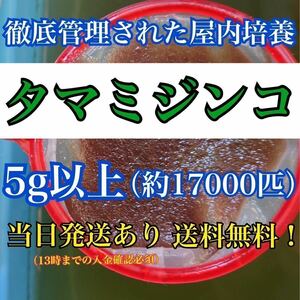 【送料無料】活き タマミジンコ 5g＋α増 約17000匹入り飼育水 メダカ 金魚などの活き餌に 【水曜日発送】