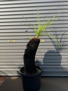 ・WPJ・曲がり脇目！Xanthorrhoea johnsonii クサントロエア　ジョンソニー