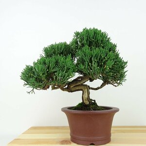 盆栽 真柏 樹高 約20cm しんぱく Juniperus chinensis シンパク ヒノキ科 常緑樹 観賞用 小品 現品