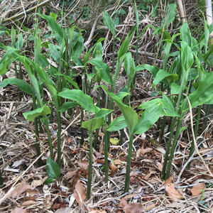 先祖伝来　　みょうが　　ミョウガ　　苗　　３本　