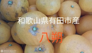 採れたて 八朔 和歌山県産 10Kg 訳あり はっさく 特産品 ほろ苦甘酸っぱいみかん ビタミンC 葉酸 ビタミンP クエン酸 フルーツ 柑橘類