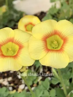 オキザリス Oxalis obtusa Elizabeth 苗