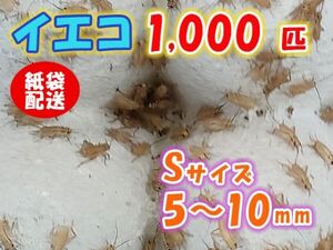 ヨーロッパイエコオロギ イエコ Sサイズ 5mm～10mm 紙袋配送 1000匹 生餌 死着保証10% 爬虫類 両生類 トカゲ カエル [3699:gopwx]