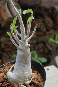 　Adenium arabicum (管理番号：ar22）アデニウム　アラビカム