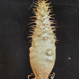 1131 塊根植物 Pachypodium rosulatum パキポディウム アンボンゲンセ 実生選抜大株 