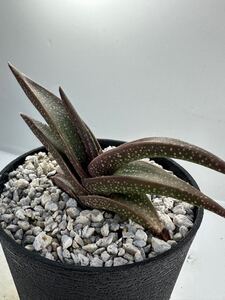 Aloe irafensis Lavranos Yemen アロエイラフェンシス アラビア イエメン原産 希少種 実生 イエメン国花