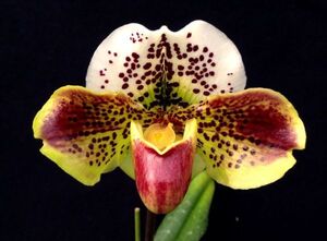 洋蘭 交配種 地生蘭 パフィオセレクト個体 Paph.Ute 