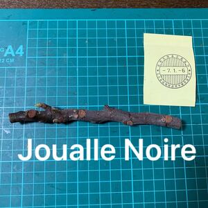 Joualle Noire穂木　 いちじく穂木 イチジク穂木